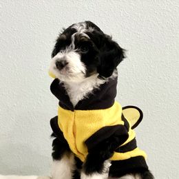 Aussiedoodle Puppies from Ever After Mini Doodles