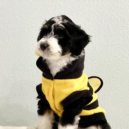 Aussiedoodle Puppies from Ever After Mini Doodles