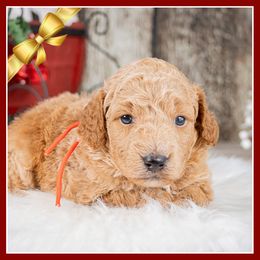 Blizzard - Red  male Goldendoodle puppy in Connersville, Indiana from Deaz Doodle Ranch