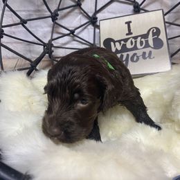 Aussiedoodle, Cockapoo, Goldendoodle, Poodle, Sheepadoodle, and Springerdoodle Puppies from Two Creeks Farm Poodles & Doodles
