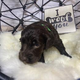 Aussiedoodle, Cockapoo, Goldendoodle, Poodle, Sheepadoodle, and Springerdoodle Puppies from Two Creeks Farm Poodles & Doodles