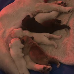 French Bulldog Puppies from Northgate frenchies