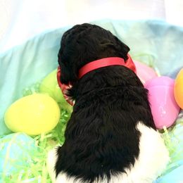 Assorted Doodle Crosses and Poodle Puppies from Gemstone Poodles and Doodles