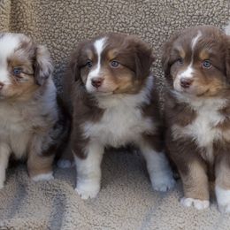 Australian Shepherd Puppies from AW Standard Aussies