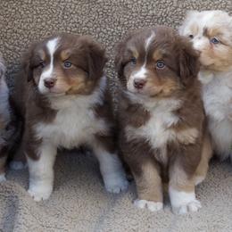 Australian Shepherd Puppies from AW Standard Aussies