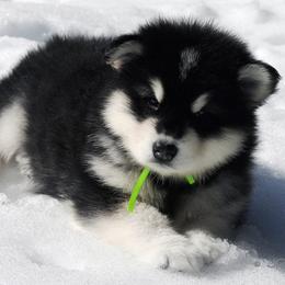 Alaskan Malamute Puppies from Snowlion Alaskan Malamutes