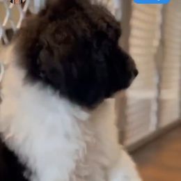 Goldendoodle and Poodle Puppies from Elizabeth Rocha's Doodles