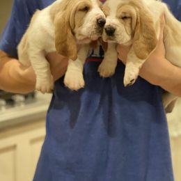 Basset Hound Puppies from Maple Farm Bassets