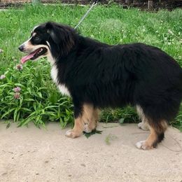 Ransom - Miniature Australian Shepherd