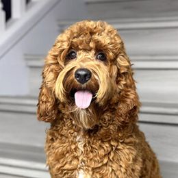 Bentley - Australian Labradoodle