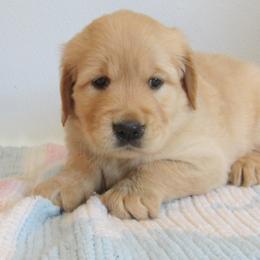 Heather - Golden female Golden Retriever puppy in Orland, California from Elliott's Elite Puppies
