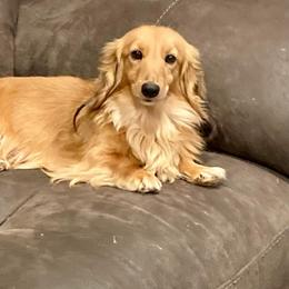 Stevie - Dachshund