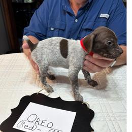 Oreo - Liver roan female German Shorthaired Pointer puppy in Morgantown, Indiana from Kevin Funkhouser Kennel