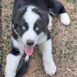 Olaf - Silver - Boy - Black & white male Australian Shepherd puppy in Charlotte, North Carolina from Tranquility Trail Aussies