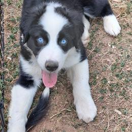 Olaf - Silver - Boy - Black & white male Australian Shepherd puppy in Charlotte, North Carolina from Tranquility Trail Aussies