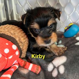 Kirby - Black and tan female Yorkshire Terrier puppy in Ashland, Kentucky from Yorkie Paw