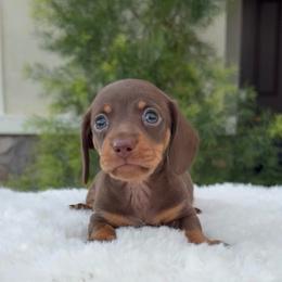 Chocolate male 1 - Chocolate and tan male Dachshund puppy in San Diego, California from San Diego Dachshunds