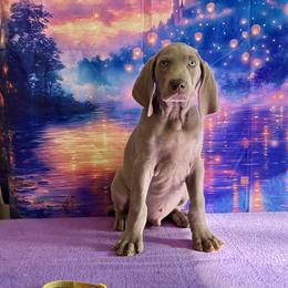 Major - Silver gray male Weimaraner puppy in Aitkin, Minnesota from Whispering’s GunDogs