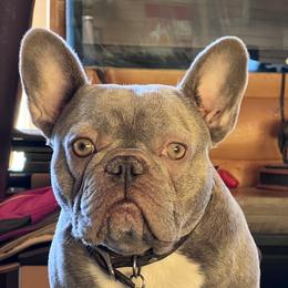 Flora - French Bulldog