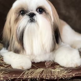 Shih Tzu Puppies from Cheryl Strak's Shih Tzus