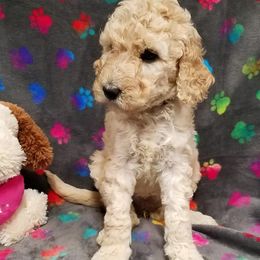 Bernedoodle, Goldendoodle, and Poodle Puppies from Granton Creek