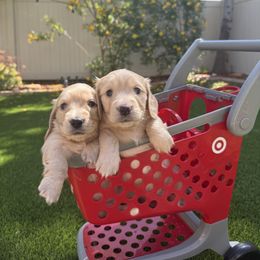 Ollie - Cream female Dachshund puppy in Alpine, California from Christie's Doxies