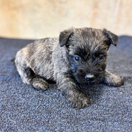 Paul - Brindle male Cairn Terrier puppy in Mountain Grove, Missouri from CreekTop