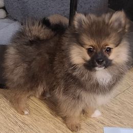 Pomeranian Puppies from POMS USA