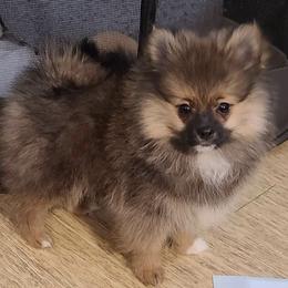 Pomeranian Puppies from POMS USA