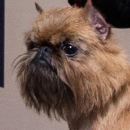 Rita - Brussels Griffon