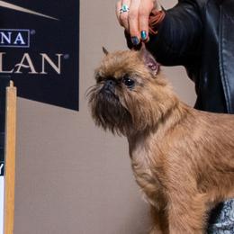 Rita - Brussels Griffon