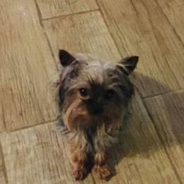 Yorkshire Terriers from Robbie Gaffney