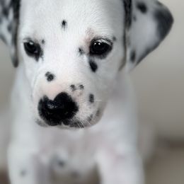 Maroon collar female - White and black female Dalmatian puppy in Hawkins, Texas from Snow Dalmatians