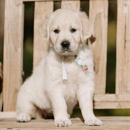 Golden Retriever Puppies from MC Goldens