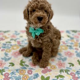 Bernedoodle and Poodle Puppies from Miranda’s Sunshine Poodles and Doodles