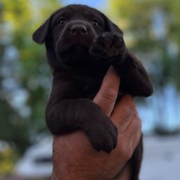 Labrador Retriever Puppies from Wings of Freedom Retrievers