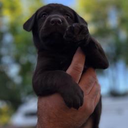 Labrador Retriever Puppies from Wings of Freedom Retrievers