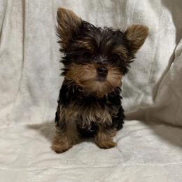 Girl 1 - Black and gold female Yorkshire Terrier puppy in Pomona, California from Cristian's Yorkshire Terriers