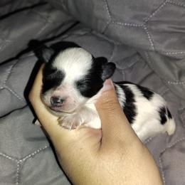 Blk parti girl - Parti female Miniature Schnauzer puppy in Florida from Central Florida Schnauzers