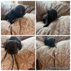 Female2 - Black female Pug puppy in Trenton, Tennessee from Brenda's Puppies