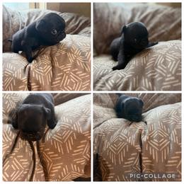 Female2 - Black female Pug puppy in Trenton, Tennessee from Brenda's Puppies