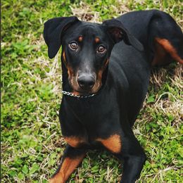Whiskey  - Doberman Pinscher