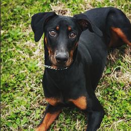 Whiskey  - Doberman Pinscher