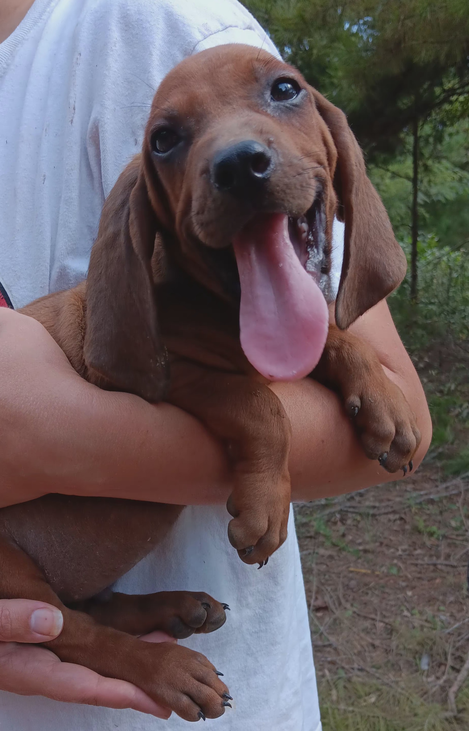 Bluetick Coonhound and Redbone Coonhound Puppies from Harmons Hounds