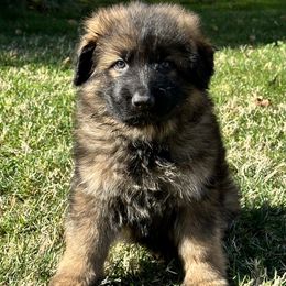 German Shepherd and Pembroke Welsh Corgi Puppies from Top Shepherd Perlez
