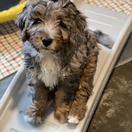 Bernedoodle Puppies from Backwoods Bernedoodles