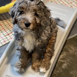 Bernedoodle Puppies from Backwoods Bernedoodles
