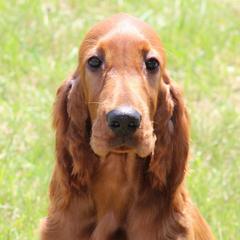 Irish Setters from Evergreen Irish Setters