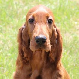 Irish Setters from Evergreen Irish Setters