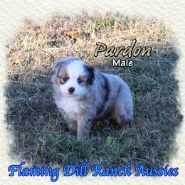Pardon - Blue merle male Toy Australian Shepherd puppy in Forestburg, Texas from Flaming Dill Ranch Aussies